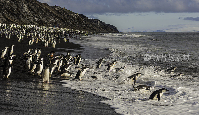 帽带企鹅，南极洲Pygoscelis antarctic，贝利头，欺骗岛，南极洲。在黑色岩石的海滩上来来回回的去海边。